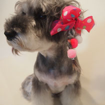 ミニチュアシュナウザー　トイプードル　表参道　外苑前　南青山　トリミングサロン　