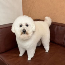 sealy　シーリー　表参道　南青山　外苑前　神宮前　トリミングサロン　ドッグサロン　トイプードル　射手今日子 