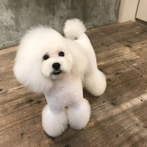 DOGSALONSEALY　ドッグサロンシーリー　表参道　南青山　外苑前　トリミングサロン　射手今日子　プードル