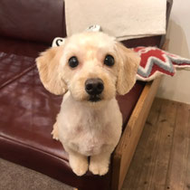 DOGSALONSEALY　ドッグサロンシーリー　表参道　南青山　外苑前　トリミングサロン　射手今日子　プードル 　トリマー　東京