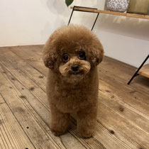 sealy　シーリー　表参道　南青山　外苑前　神宮前　トリミングサロン　ドッグサロン　トイプードル　射手今日子