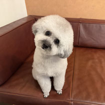 sealy　シーリー　表参道　南青山　外苑前　神宮前　トリミングサロン　ドッグサロン　トイプードル　射手今日子 