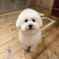 sealy　シーリー　表参道　南青山　外苑前　神宮前　トリミングサロン　ドッグサロン　トイプードル　射手今日子 