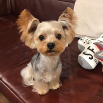 DOGSALONSEALY　ドッグサロンシーリー　表参道　南青山　外苑前　トリミングサロン　射手今日子　プードル 　トリマー　東京