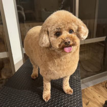 sealy　シーリー　表参道　南青山　外苑前　神宮前　トリミングサロン　ドッグサロン　トイプードル　射手今日子 