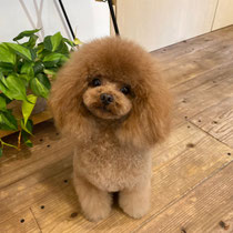 DOGSALONSEALY　ドッグサロンシーリー　表参道　南青山　外苑前　トリミングサロン　射手今日子　プードル 　トリマー