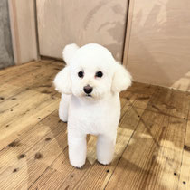 sealy　シーリー　表参道　南青山　外苑前　神宮前　トリミングサロン　ドッグサロン　トイプードル　射手今日子 