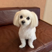 sealy　シーリー　表参道　南青山　外苑前　神宮前　トリミングサロン　ドッグサロン　トイプードル　射手今日子 