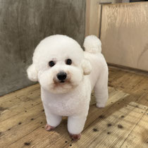 sealy　シーリー　表参道　南青山　外苑前　神宮前　トリミングサロン　ドッグサロン　トイプードル　射手今日子 