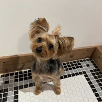 sealy　シーリー　表参道　南青山　外苑前　神宮前　トリミングサロン　ドッグサロン　トイプードル　射手今日子 