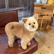 sealy　シーリー　表参道　南青山　外苑前　神宮前　トリミングサロン　ドッグサロン　トイプードル　射手今日子 