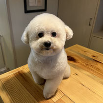 sealy　シーリー　表参道　南青山　外苑前　神宮前　トリミングサロン　ドッグサロン　トイプードル　射手今日子 