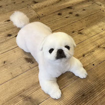 sealy　シーリー　表参道　南青山　外苑前　神宮前　トリミングサロン　ドッグサロン　トイプードル　射手今日子 