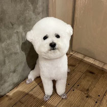 sealy　シーリー　表参道　南青山　外苑前　神宮前　トリミングサロン　ドッグサロン　トイプードル　射手今日子 