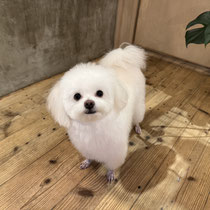 sealy　シーリー　表参道　南青山　外苑前　神宮前　トリミングサロン　ドッグサロン　トイプードル　射手今日子 