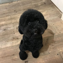 DOGSALONSEALY　ドッグサロンシーリー　表参道　南青山　外苑前　トリミングサロン　射手今日子　プードル