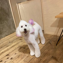 DOGSALONSEALY　ドッグサロンシーリー　表参道　南青山　外苑前　トリミングサロン　射手今日子　プードル 　トリマー