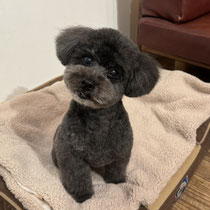 sealy　シーリー　表参道　南青山　外苑前　神宮前　トリミングサロン　ドッグサロン　トイプードル　射手今日子 