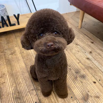 DOGSALONSEALY　ドッグサロンシーリー　表参道　南青山　外苑前　トリミングサロン　射手今日子　プードル 　トリマー