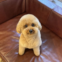 sealy　シーリー　表参道　南青山　外苑前　神宮前　トリミングサロン　ドッグサロン　トイプードル　射手今日子 