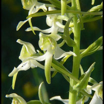 Platanthera chlorantha Mont d'Eraines (14) Le : 19-05-2007