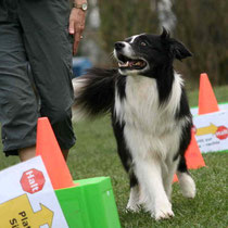 Rally-Obedience