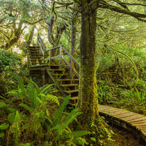 Vancouver Island Rainforest Trail bei Tofino