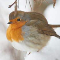 «Ausfliegen mit Gimpel» - Chatzensee, Dezember 2022, Foto: Thomas Gorr