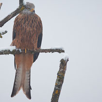 «Ausfliegen mit Gimpel» - Chatzensee, Dezember 2022, Foto: Thomas Gorr