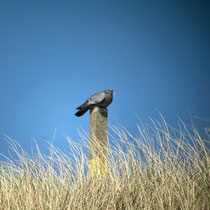 «Gimpel unterwegs» - Amrum, April 2024