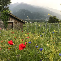 «Ausfliegen mit Gimpel» - Maienfeld, Juni 2023