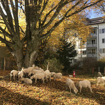 Vierbeinige Rasenmäher*innen mitten, Zürich, Nov. 2020