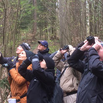 Exkursion «50 Vögel», April 2019