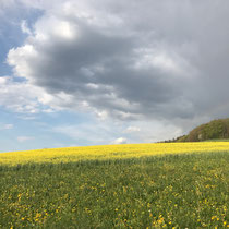 Raps auf der Weihermatt, April 2020