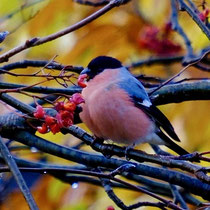 Gimpelmännchen, Oktober 2025, Foto: Mazzina Rauch Senn