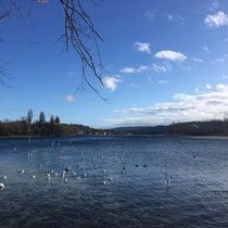 «Was fliegt denn da?» Stein am Rhein Dezember 2019