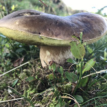 Steinpilz im Emmental, August 2019