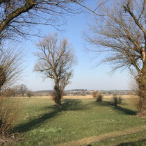 Robenhuserriet, April 2020