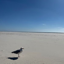 «Gimpel unterwegs» - Amrum, April 2026
