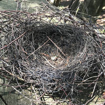 Nest vom Eichelhäher, September 2019