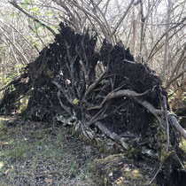 «Ausfliegen mit Gimpel», Schutzgebiet Wildert bei Illnau, April 2020