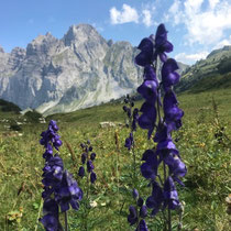 «Gimpel unterwegs» - Fronalpstock, August 2022