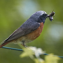 «Ausfliegen mit Gimpel» - Maienfeld, Juni 2023, Foto: Thomas Gorr