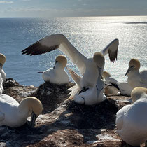 «Gimpel unterwegs» - Helgoland, April 2024
