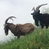 Die beiden Chefs der Alpe di Doro, Juni 2021