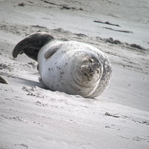 «Gimpel unterwegs» - Helgoland, April 2024