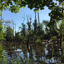 «Ausfliegen mit Gimpel» - Petite Camargue Alsacienne, Mai 2022