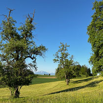 Neue Aussichten, Rifferswil, Mai 2025
