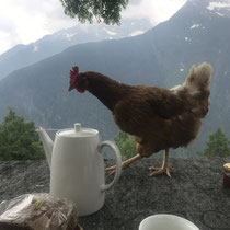 Frühstück auf der Alpe di Doro, Juni 2021