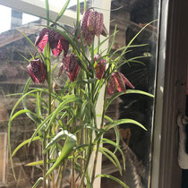 Schachbrettblume, April 2019